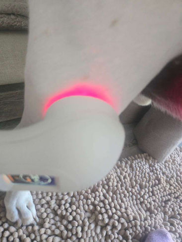 Cold Laser Therapy for Dogs: The Cozy Little Superpower That Helps Them Heal