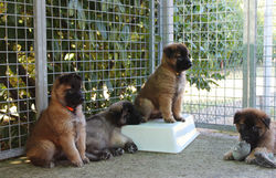 I cuccioli a 6 settimane