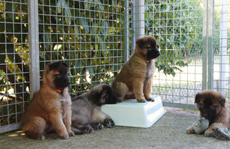 Cucciolata "P " nuove foto!