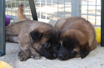 Cucciolata "M", nuove foto!