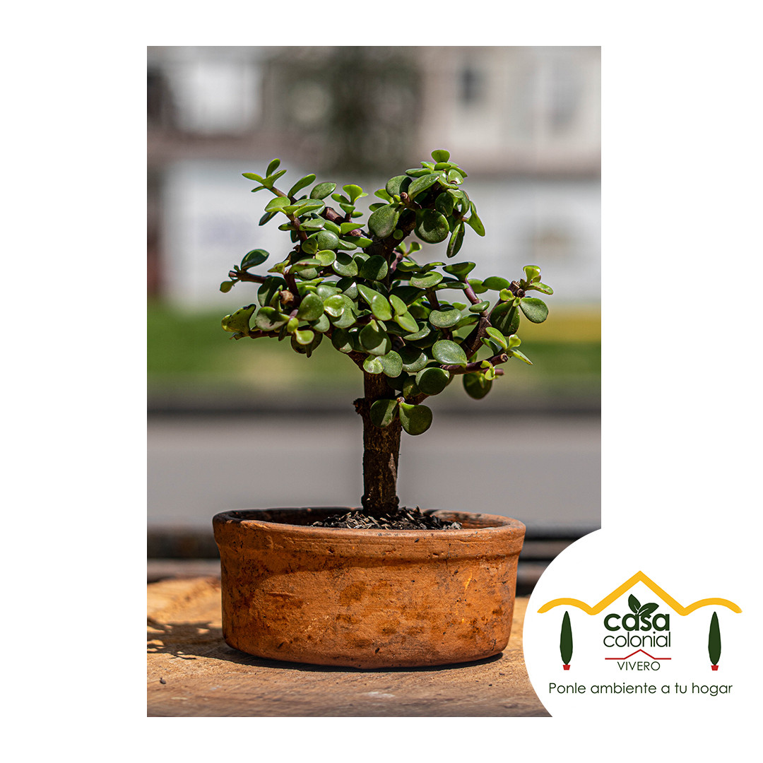 Bonsái Jade (Crassula ovata) - maceta barro clasica pequeño