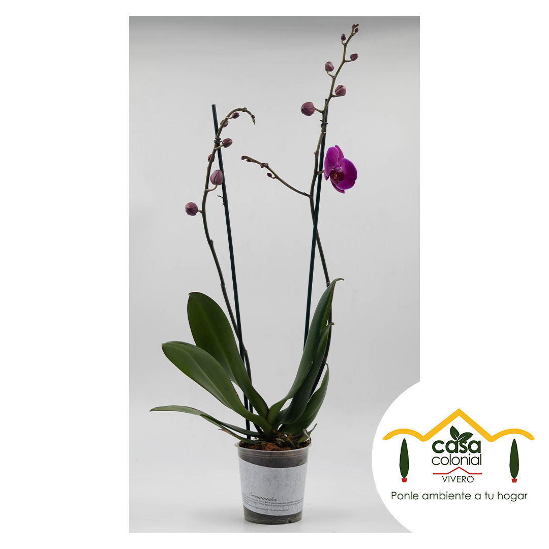 Orquídea Phalenopsys 2 espigas MORADA