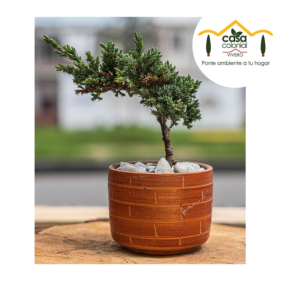 Miniatura: Bonsái pino nana - maceta de barro decorada