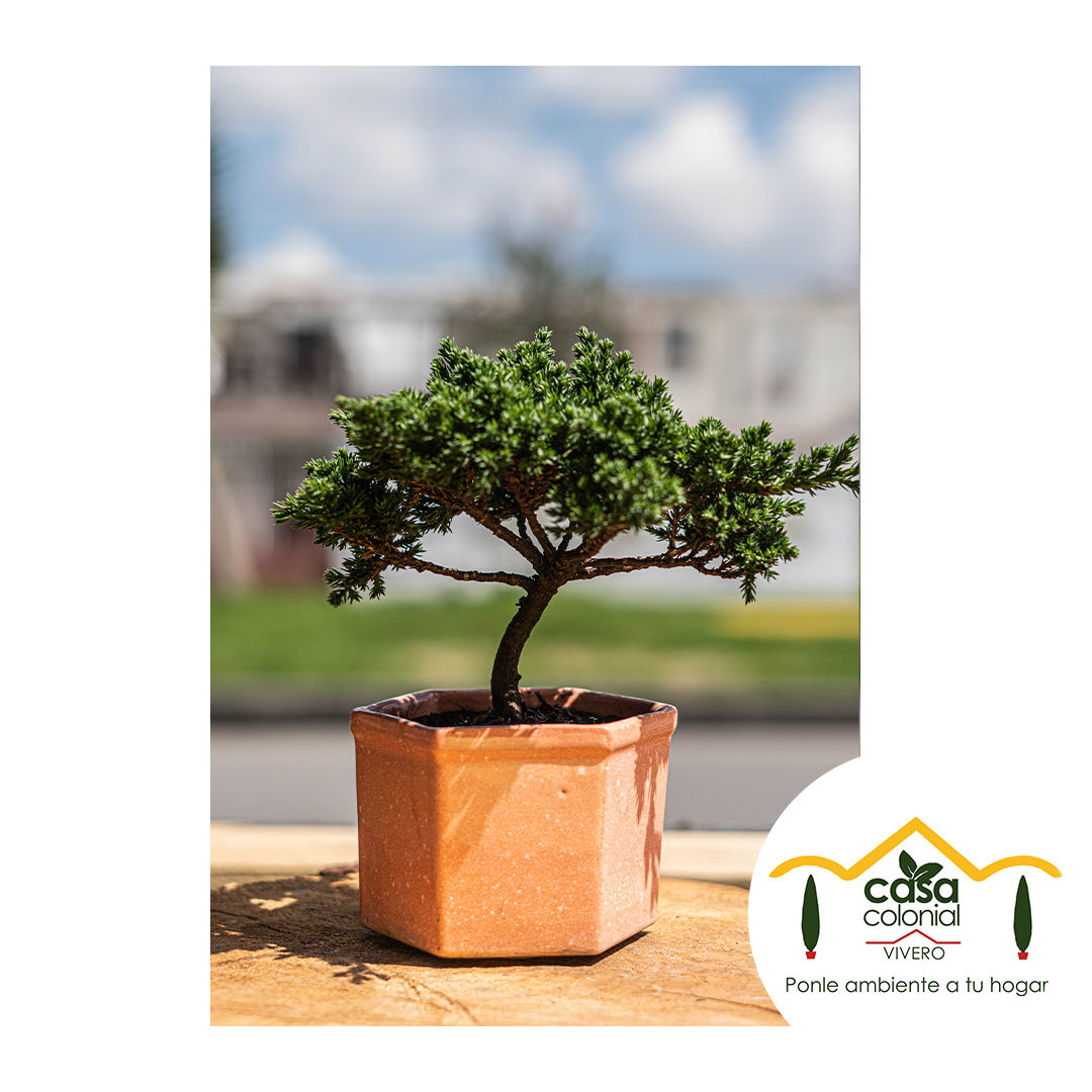 Bonsái pino nana - Cerámica hexagonal mediano