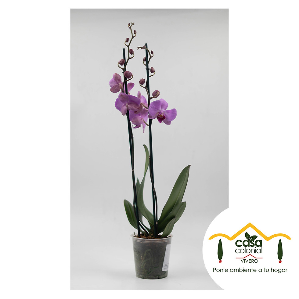 Miniatura: Orquídea Phalenopsys 2 espigas VIOLETA