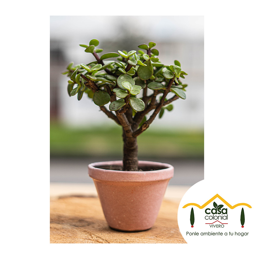 Miniatura: Bonsái Jade (Crassula ovata) - Cerámica pequeño