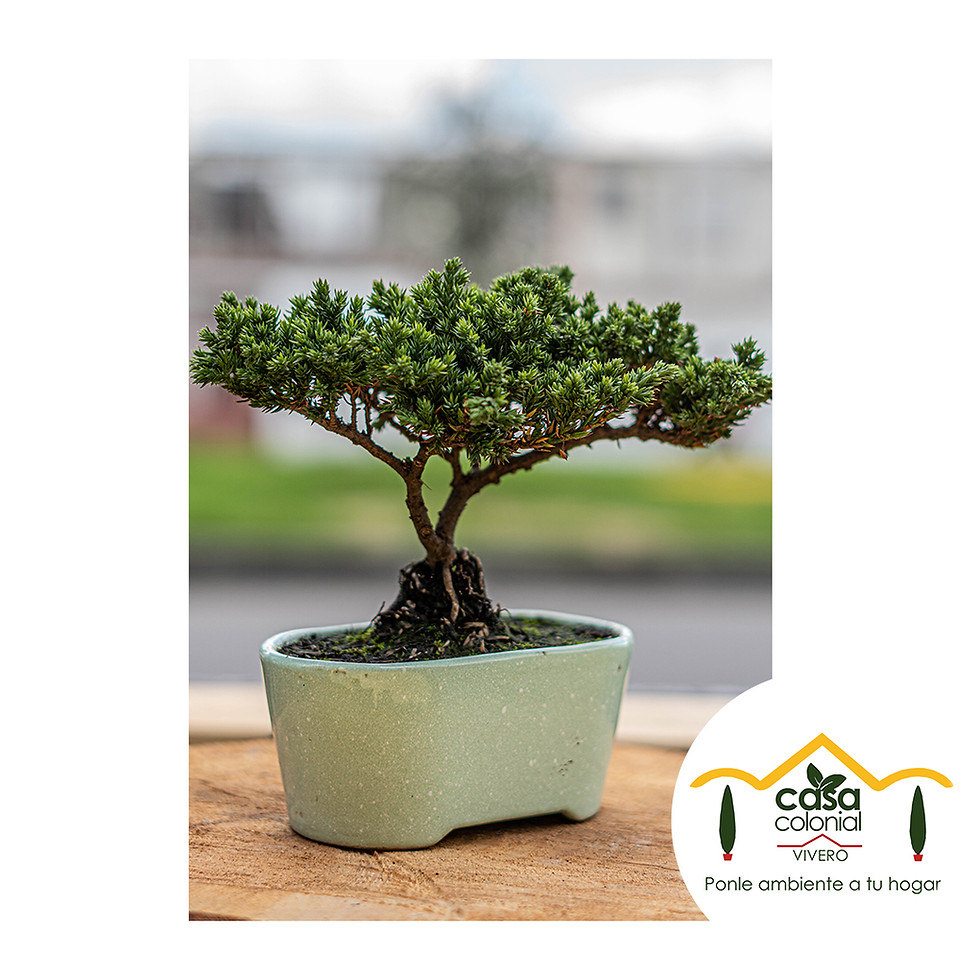 Miniatura: Bonsái pino nana - Cerámica ovalada alargada mediana