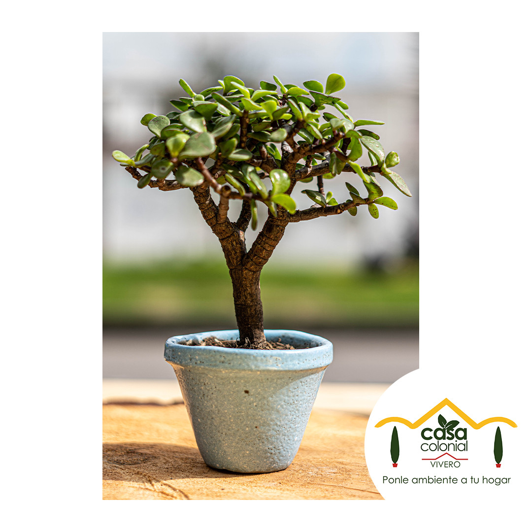 Bonsái Jade (Crassula ovata) - Cerámica pequeño