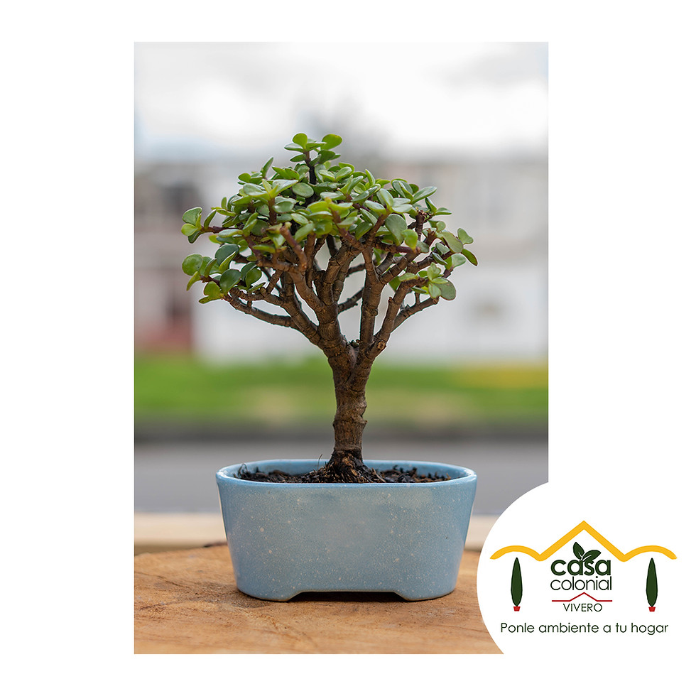 Miniatura: Bonsái Jade (Crassula ovata) - Cerámica ovalada alargada mediano