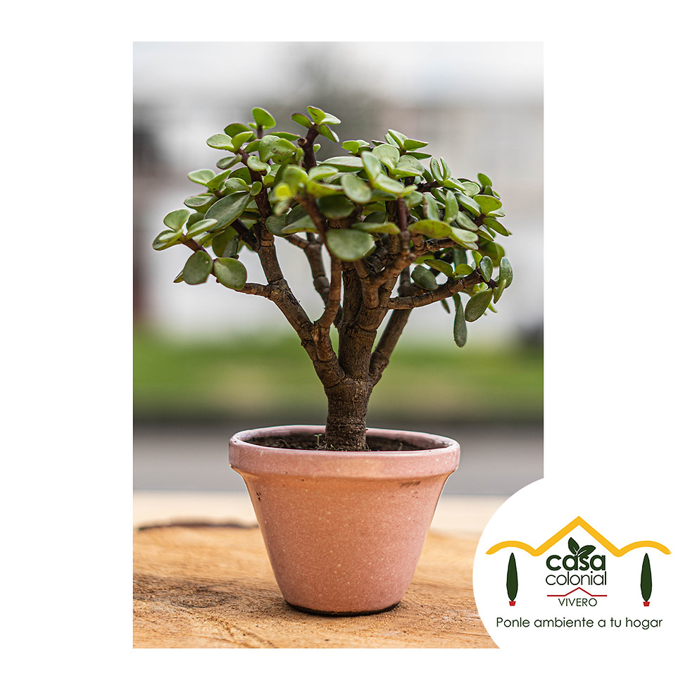 Miniatura: Bonsái Jade (Crassula ovata) - Cerámica pequeño