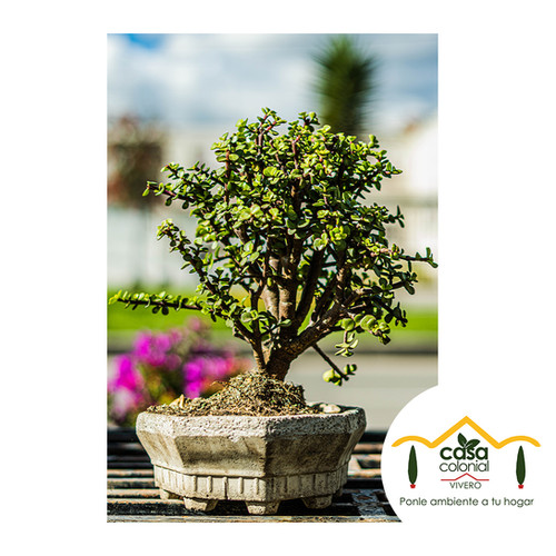 Bonsái Jade Hembra Portulacaria afra, Crassula Vivero Casa Colonial