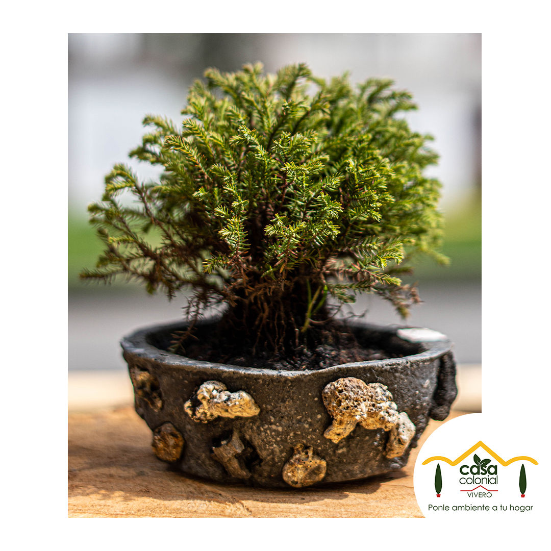 Bonsái Pino Tunya - Pinus Halepensis.