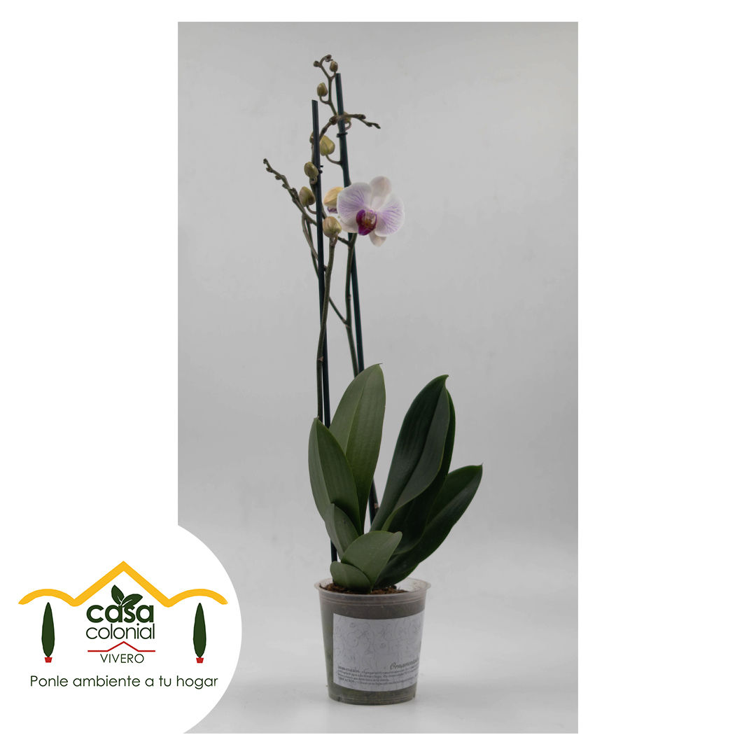 Orquídea Phalenopsys 2 espigas BLANCA RAYAS
