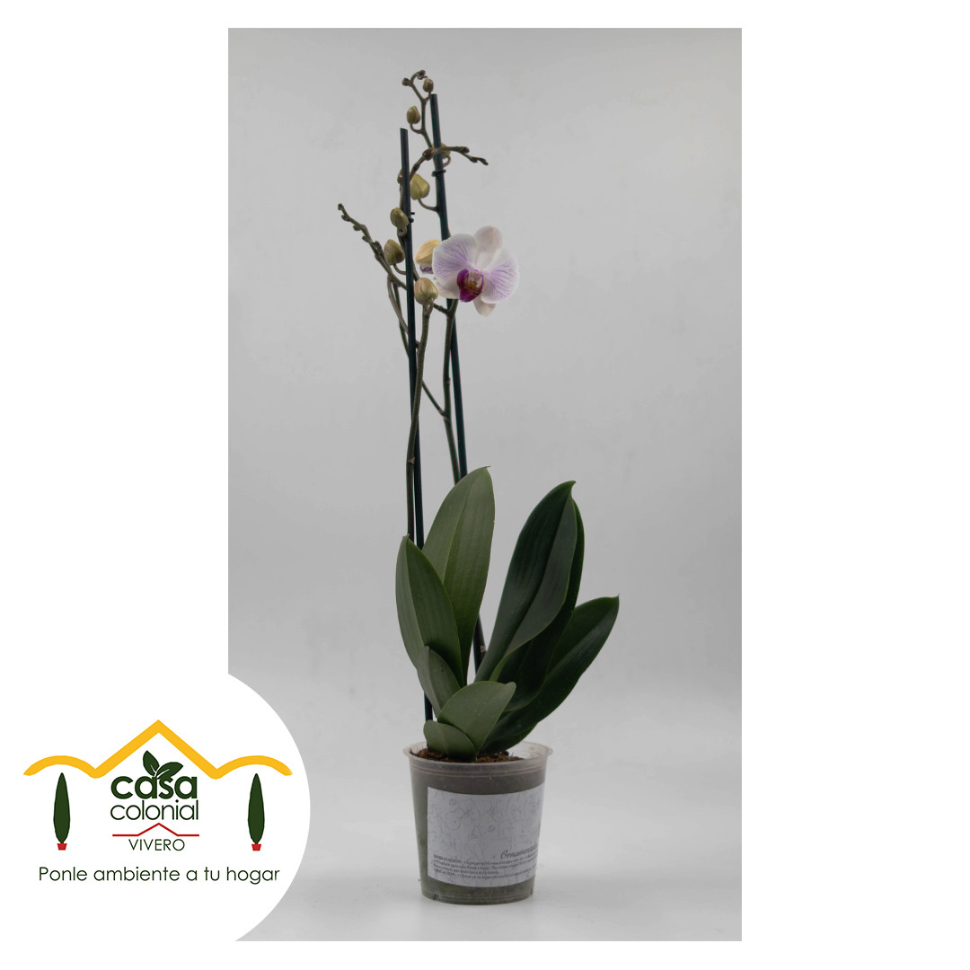 Orquídea Phalenopsys 2 espigas BLANCA RAYAS