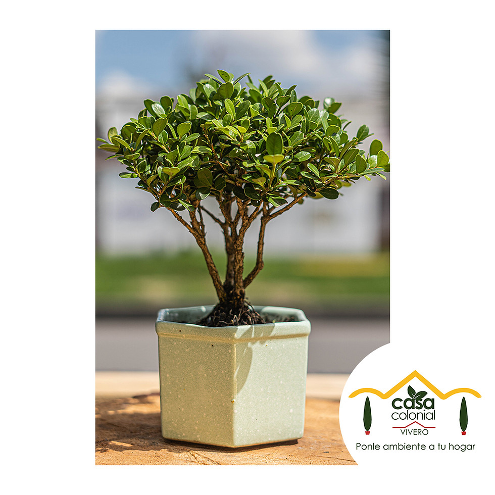 Miniatura: Bonsái Buxus mycrophylla - Boj; Boj Japónico