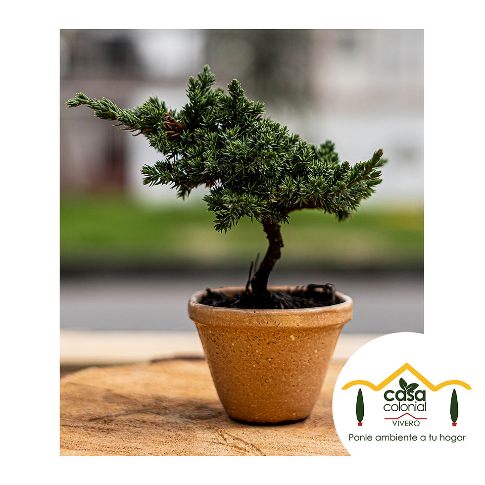 Miniatura: Bonsái pino nana - Cerámica pequeño