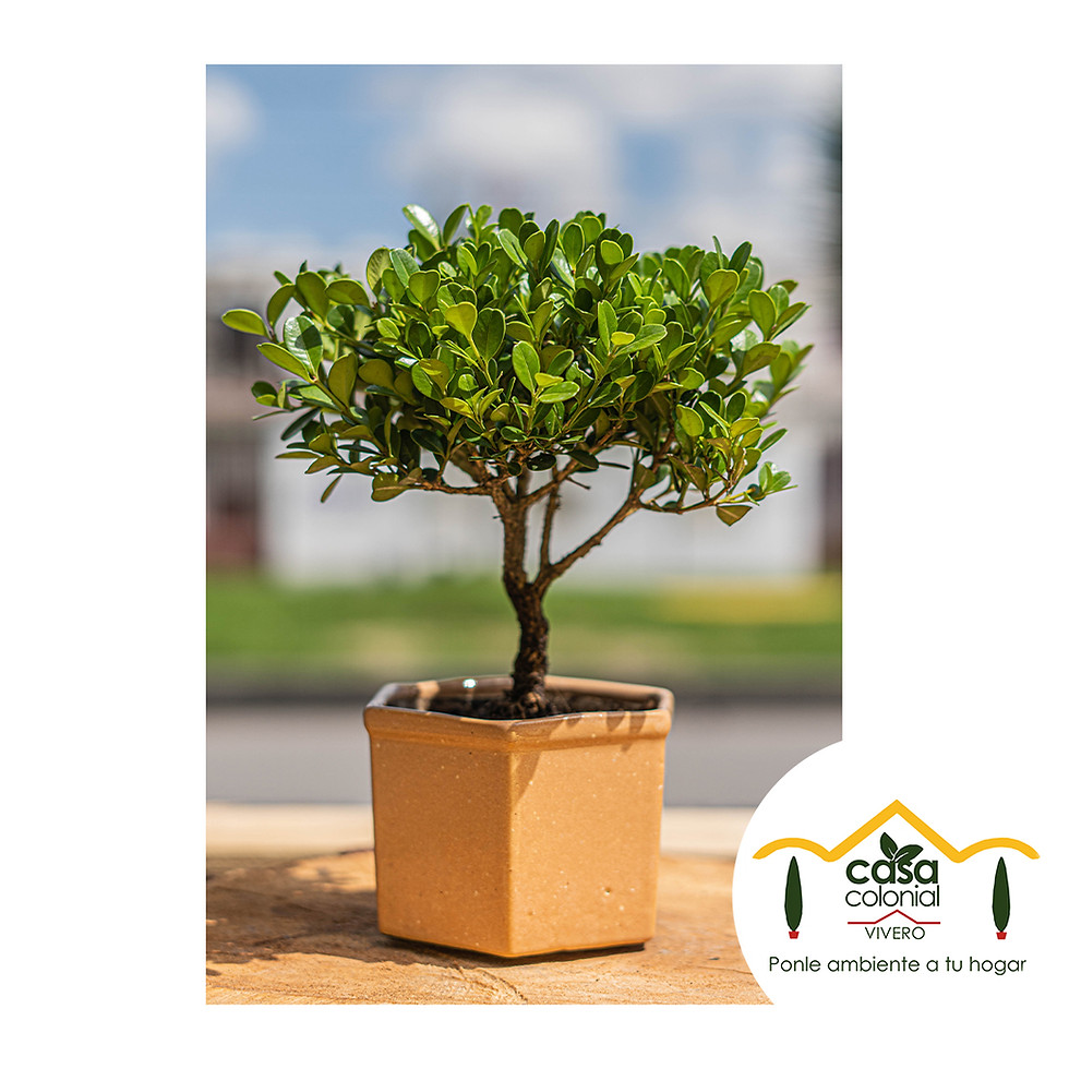 Miniatura: Bonsái Buxus mycrophylla - Boj; Boj Japónico