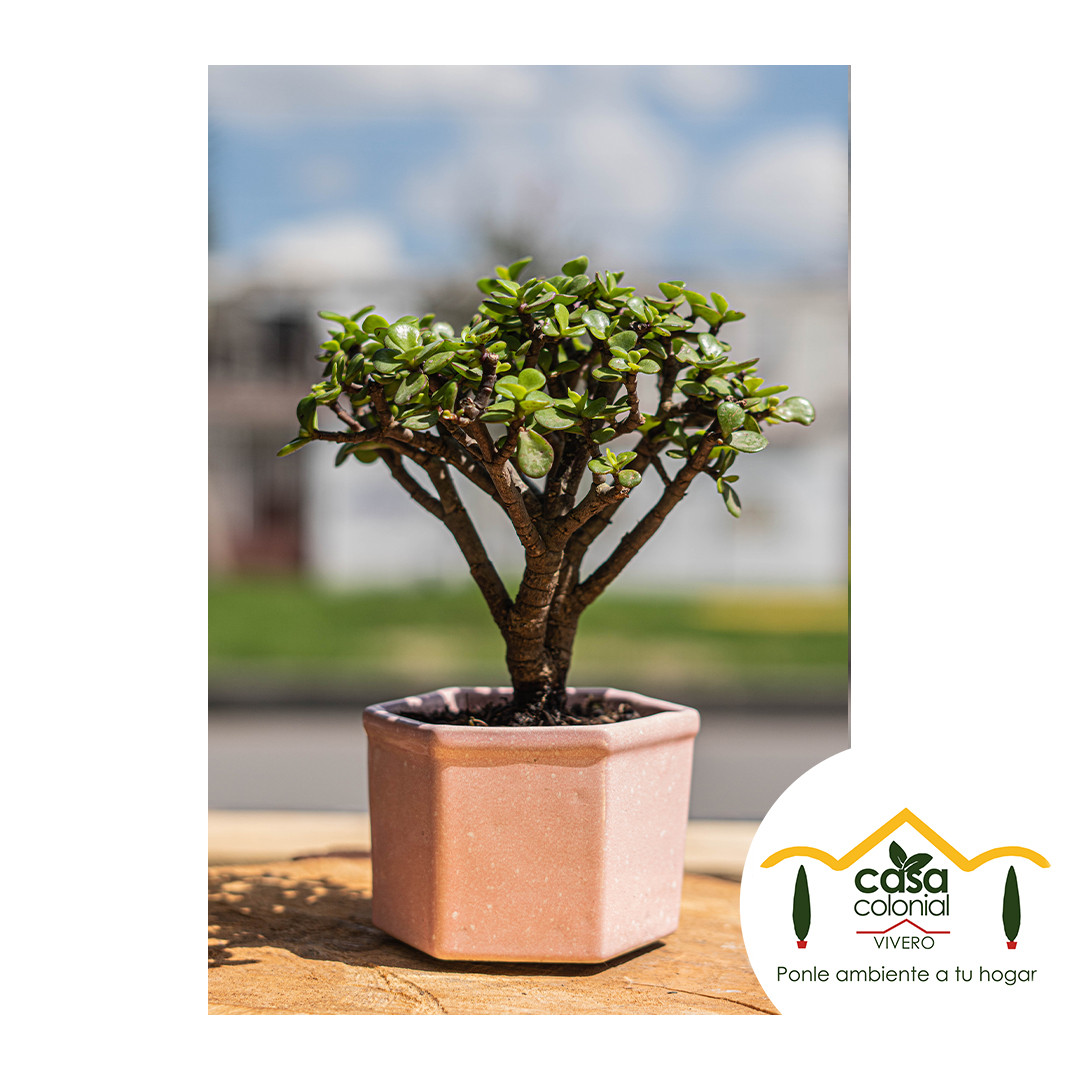 Bonsái Jade (Crassula ovata) - Cerámica hexagonal mediana