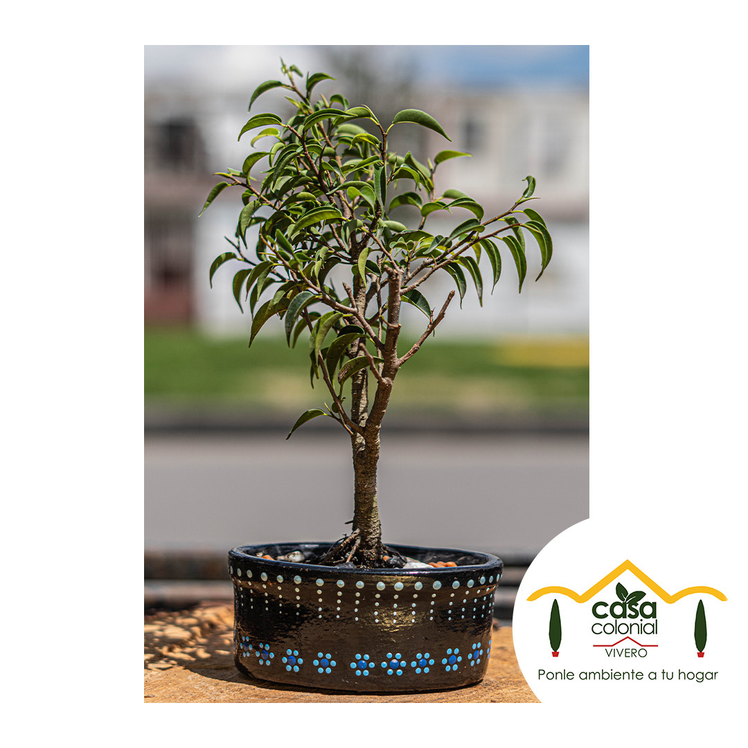 Bonsái ficus benjamina - falso laurel