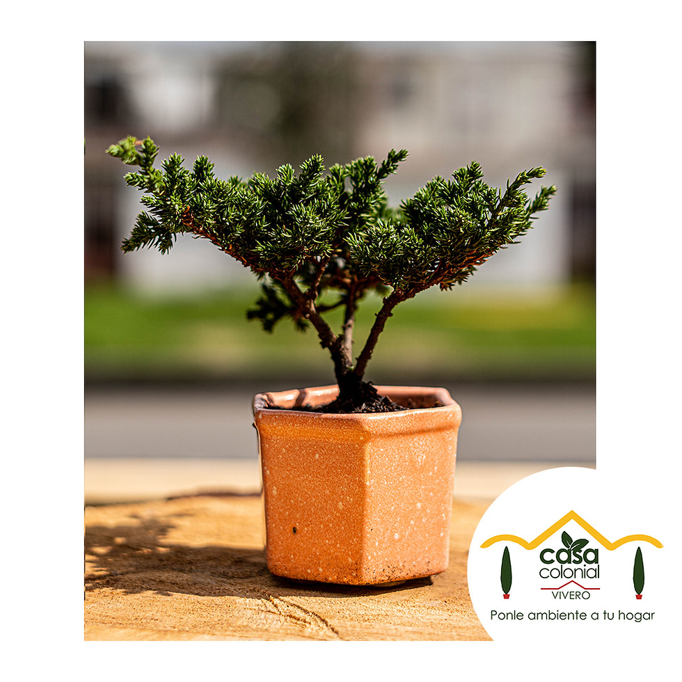 Miniatura: Bonsái pino nana - Cerámica hexagonal pequeño