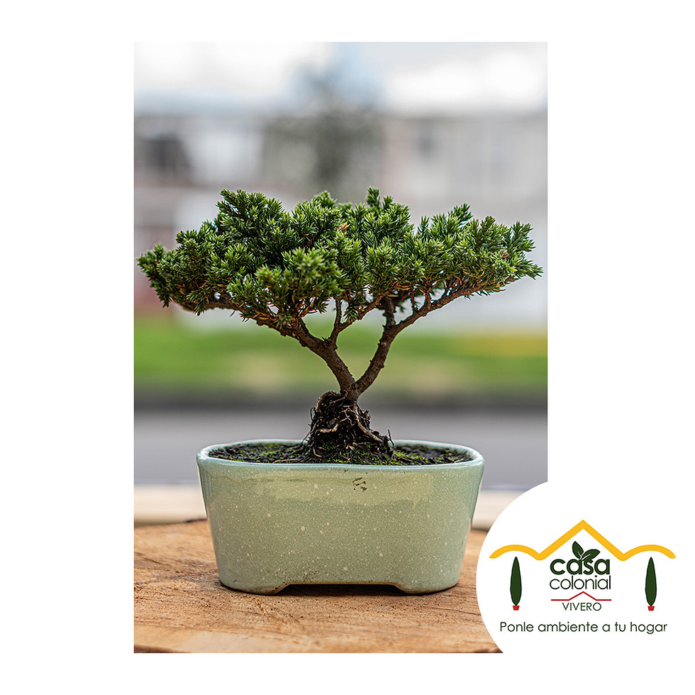Miniatura: Bonsái pino nana - Cerámica ovalada alargada mediana