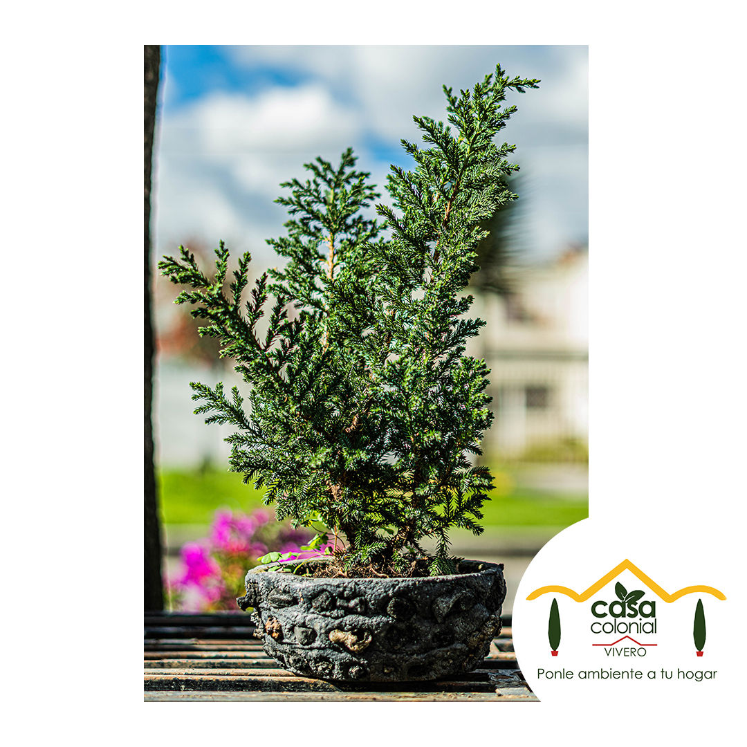 Bonsái pino nana, pino rastrero nana.