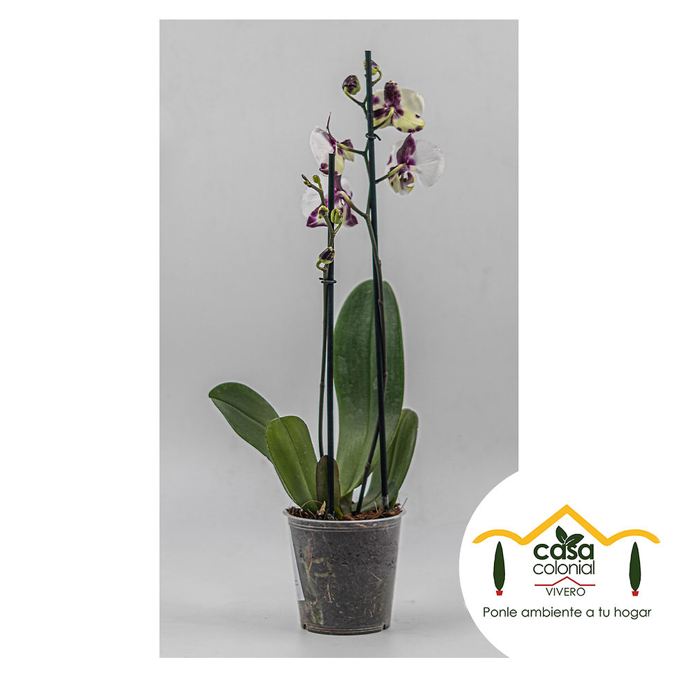 Miniatura: Orquídea Phalenopsys 2 espigas BLANCA - MORADA