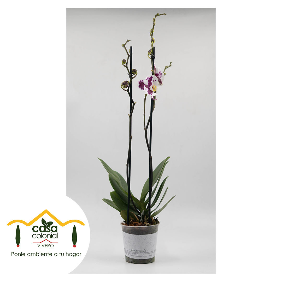 Orquídea Phalenopsys 2 espigas BLANCA PUNTOS