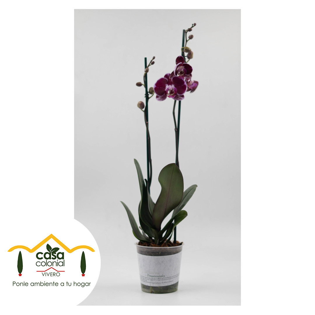 Orquídea Phalenopsys 2 espigas MORADA DALMATA