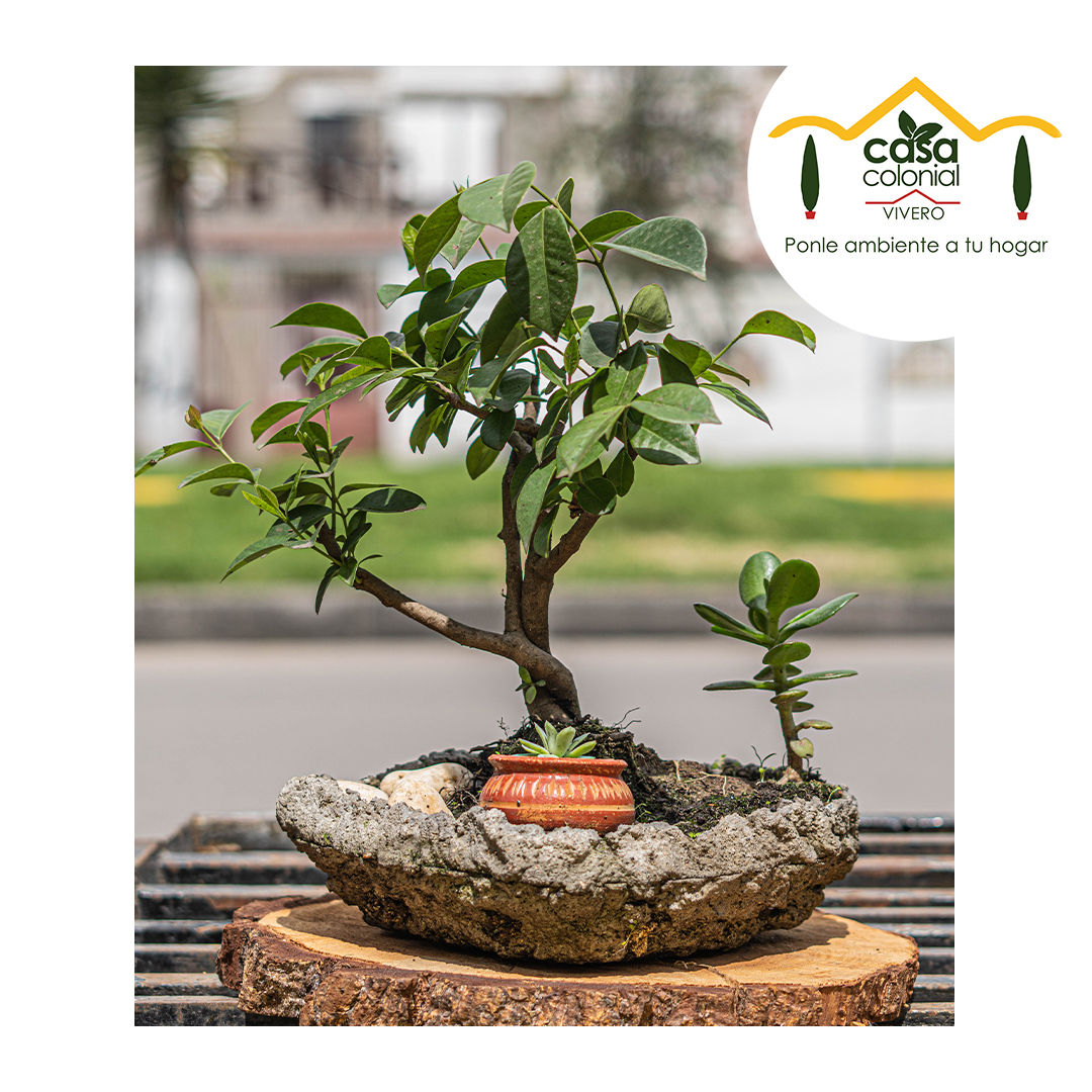 Bonsái Laurel de indias o guayabo tipo jardin kurama