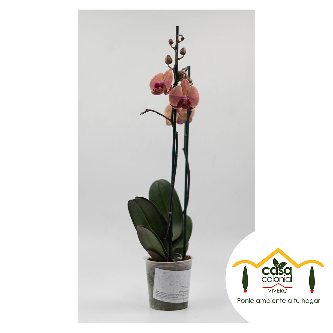 Orquídea Phalenopsys 2 espigas ROSA
