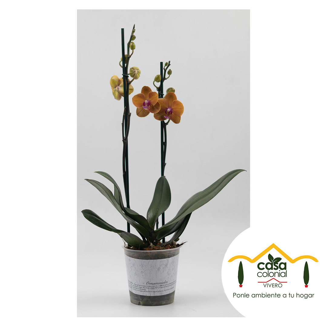 Orquídea Phalenopsys 2 espigas SALMON