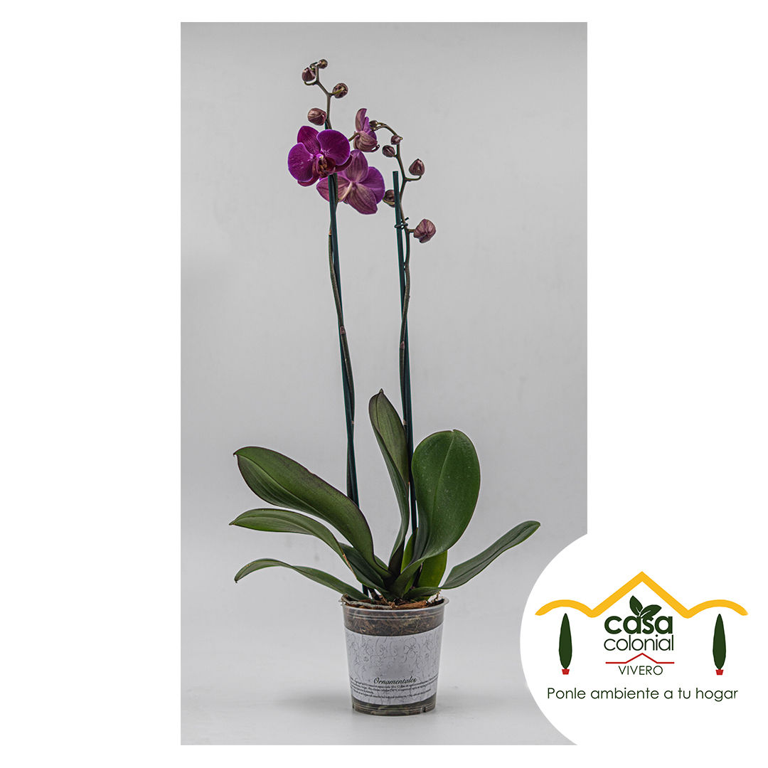Orquídea Phalenopsys 2 espigas MORADA