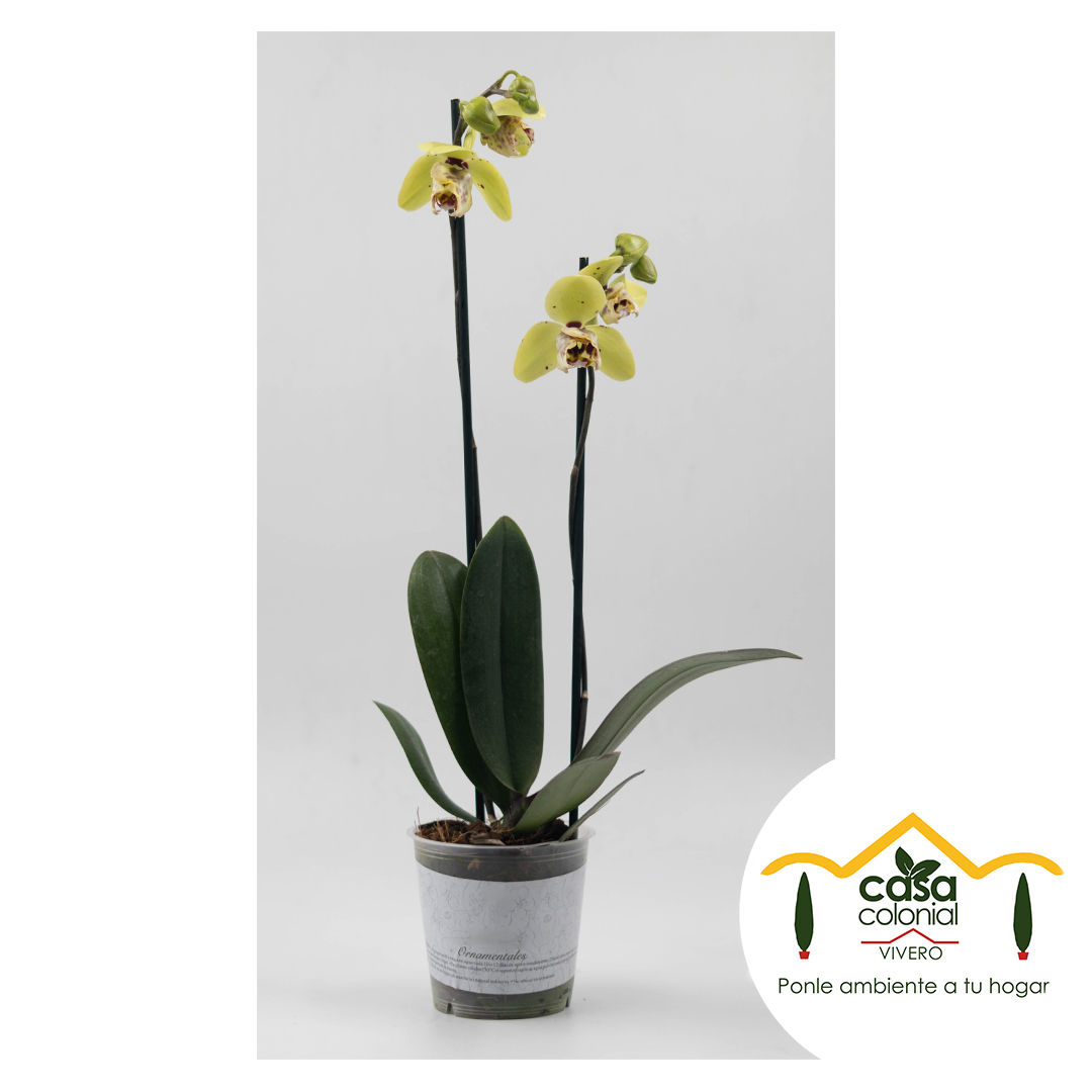 Orquídea Phalenopsys 2 espigas AMARILLA PUNTOS