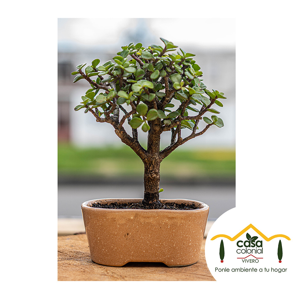 Miniatura: Bonsái Jade (Crassula ovata) - Cerámica ovalada alargada mediano