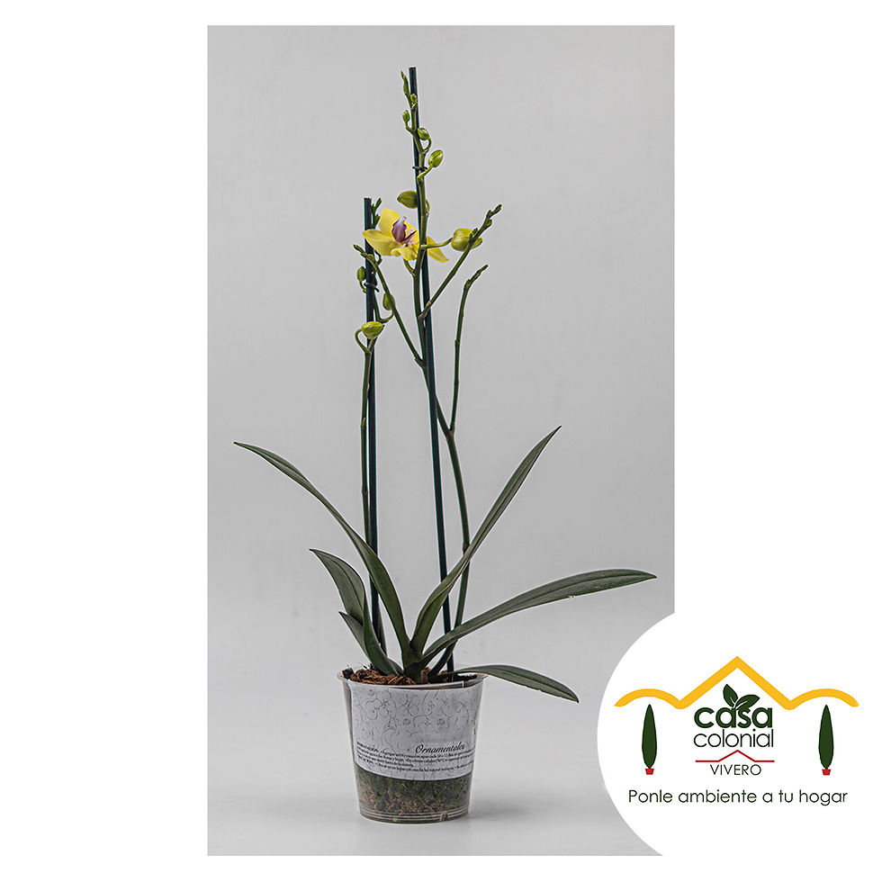 Miniatura: Orquídea Phalenopsys 2 espigas AMARILLA