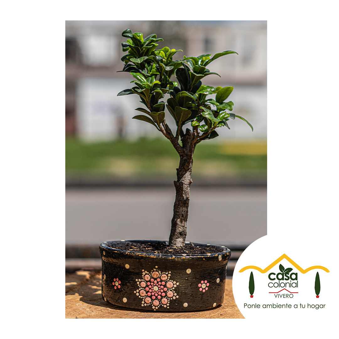 Bonsái ficus panda - Retusa, Ginseng
