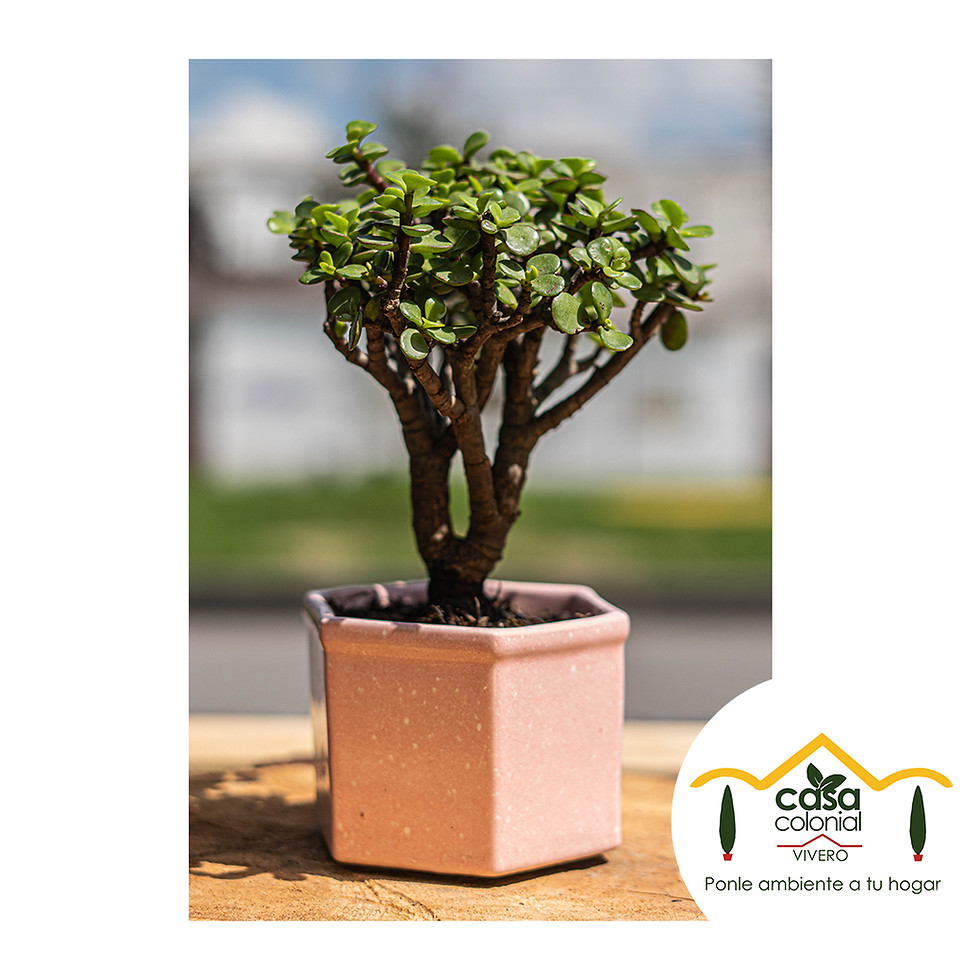 Miniatura: Bonsái Jade (Crassula ovata) - Cerámica hexagonal mediana