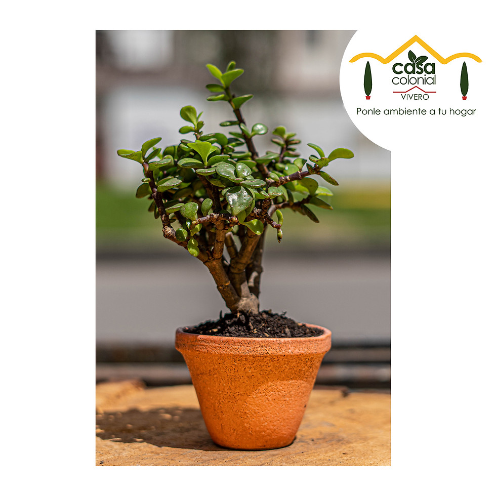 Miniatura: Bonsái Jade (Crassula ovata) - Cerámica pequeño