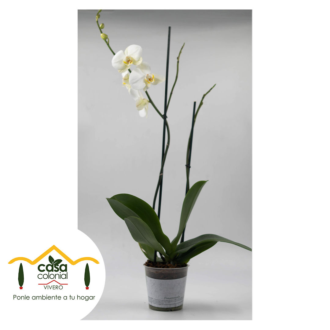 Orquídea Phalenopsys 2 espigas BLANCA