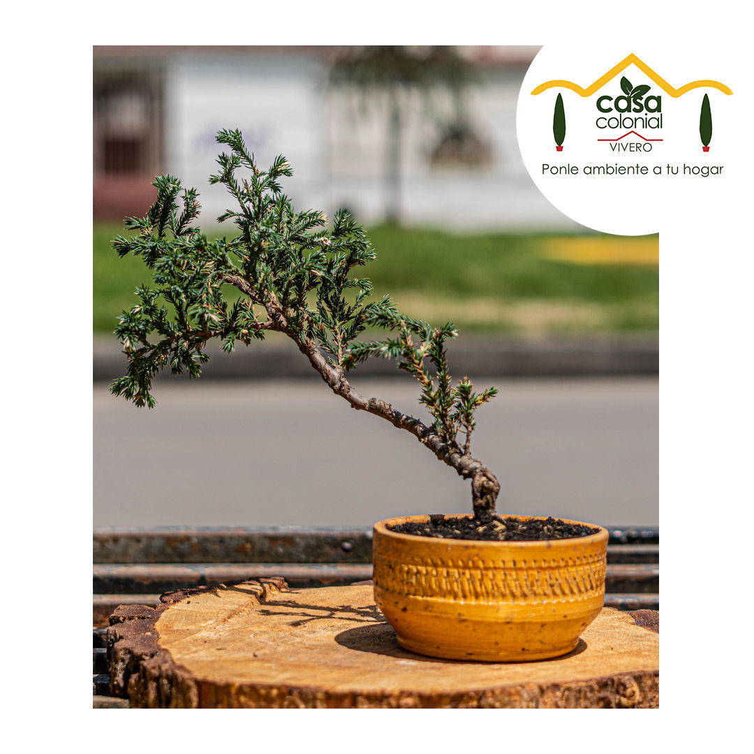 Bonsái de Enebro (Juniperus squamata) PINO SAN JOSE)