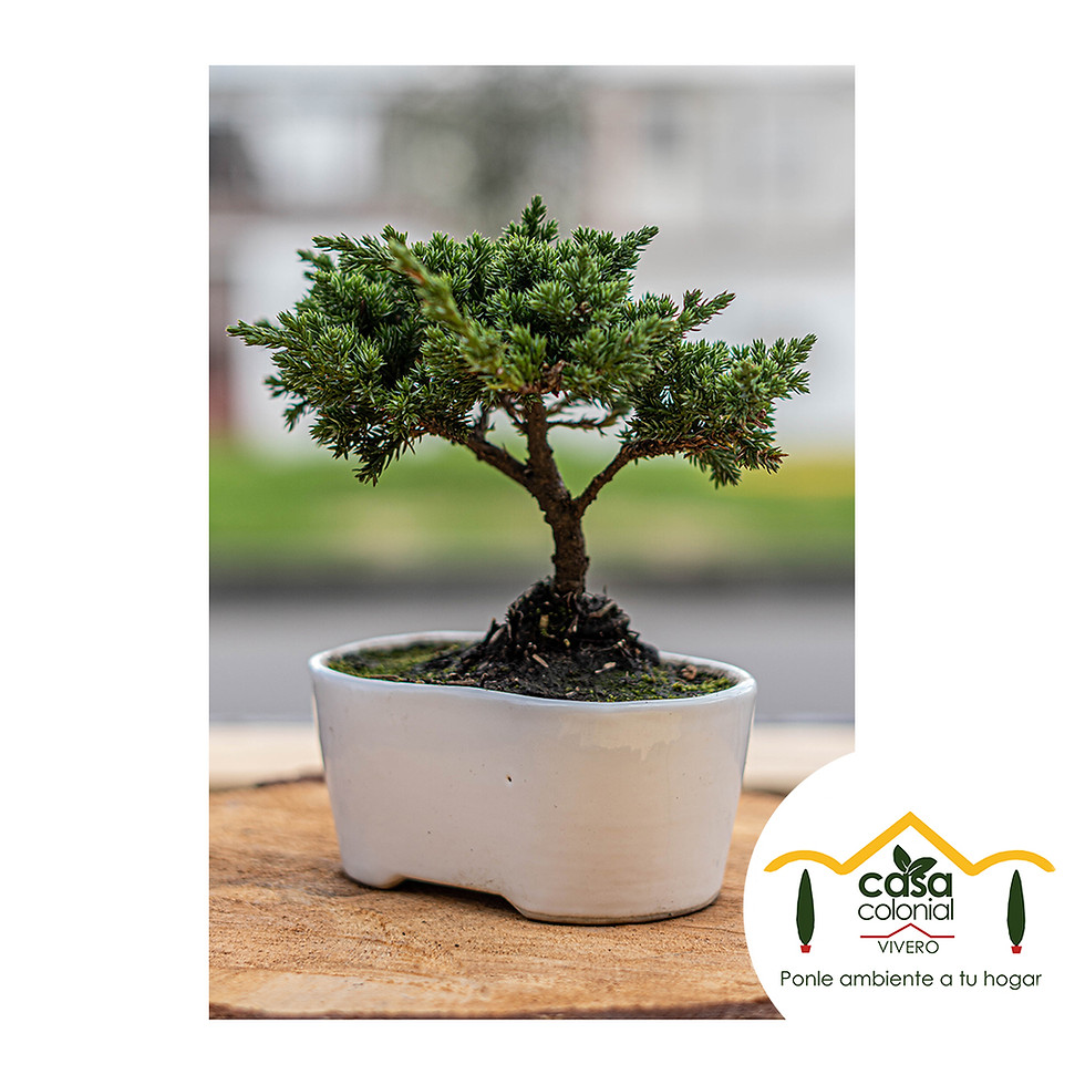 Miniatura: Bonsái pino nana - Cerámica ovalada alargada mediana