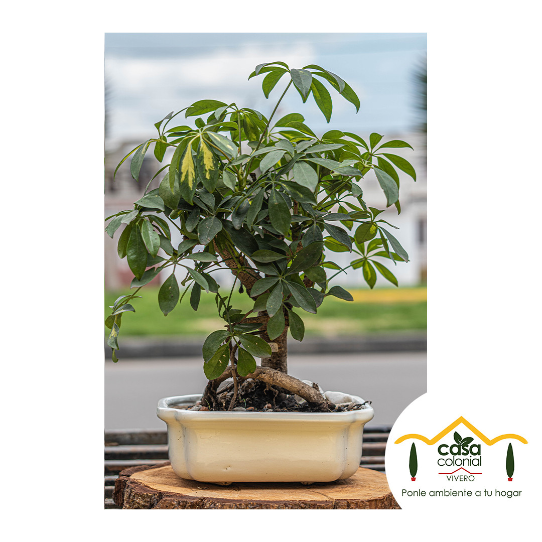 Bonsái Schefflera arborícola - maceta cerámica importada