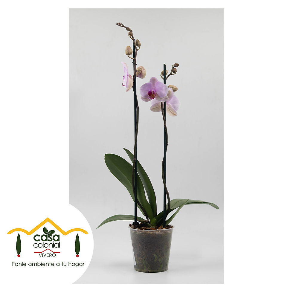 Miniatura: Orquídea Phalenopsys 2 espigas VIOLETA