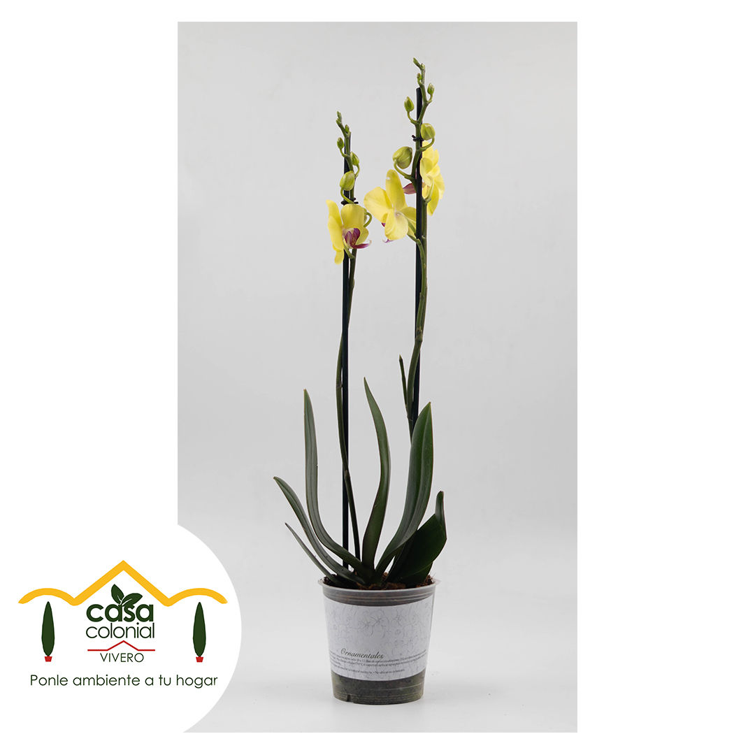 Orquídea Phalenopsys 2 espigas AMARILLA
