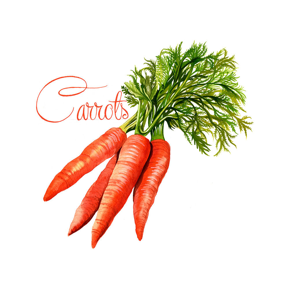 CARROTS