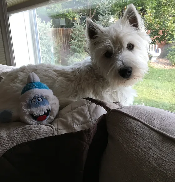 westie whispers