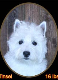 Tinsel Portrait Web.jpg