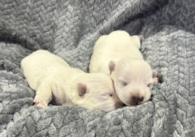 Blair's Pups_edited.jpg