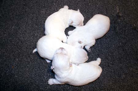 2-28-23 Dove Pups.JPG